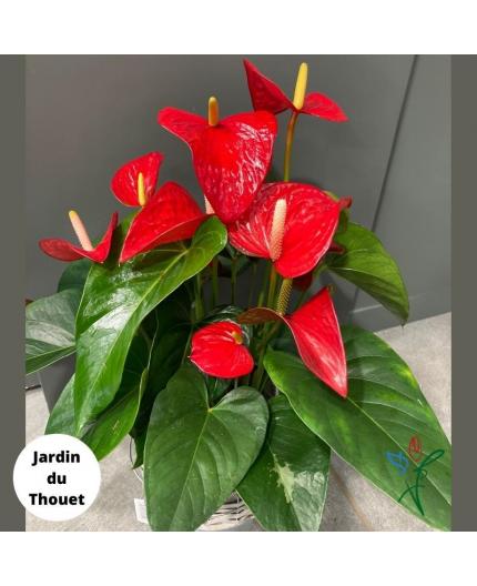 Anthurium