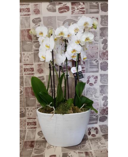 phalaenopsis