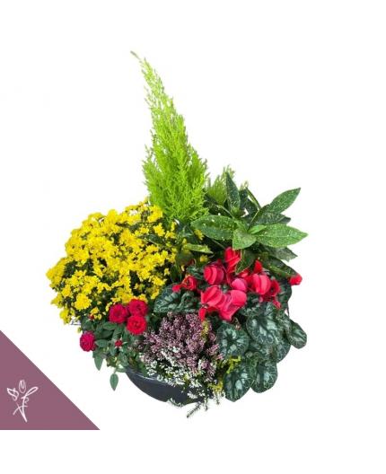 Coupe de plantes Floral