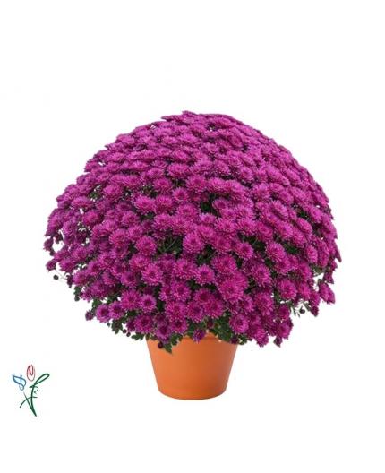 Chrysanthème Mauve