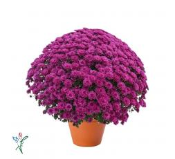 Chrysanthème Mauve