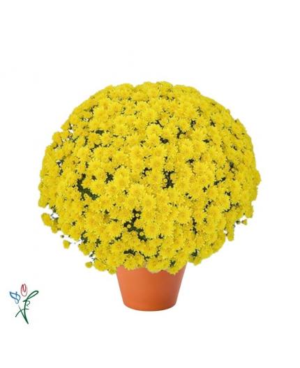 Chrysanthème Jaune