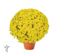 Chrysanthème Jaune