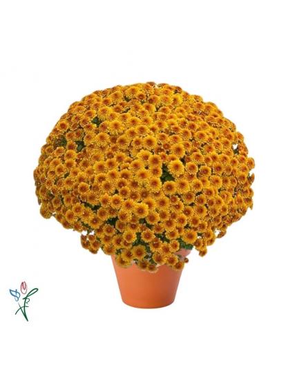 Chrysanthème