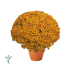 Chrysanthème Orange