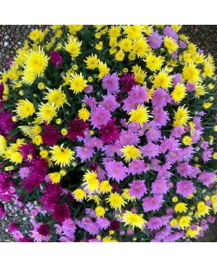 Chrysanthème Tricolore