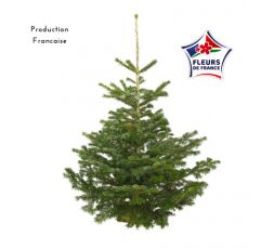 Sapin de Noël Nordmann 100CM/125CM