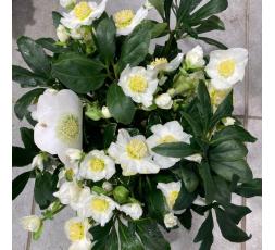 hellebore blanche