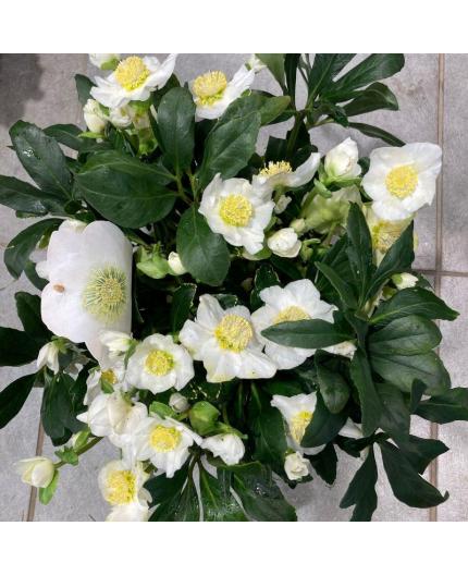 hellebore blanche