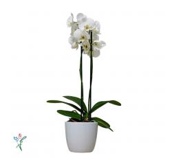 Orchidée blanche