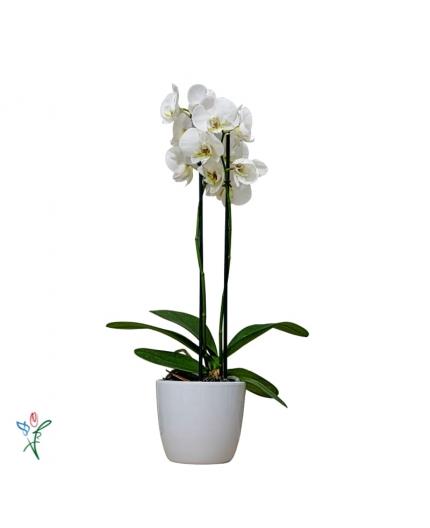 Orchidée blanche