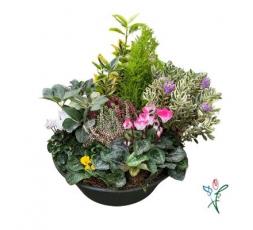 Coupe de plantes Souvenir