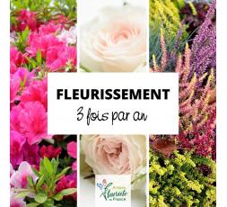 Fleurissement funéraire x3