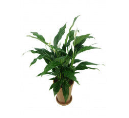 Spathiphyllum