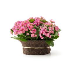 Kalanchoe