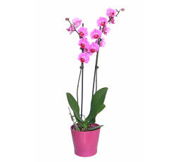 Orchidée parme