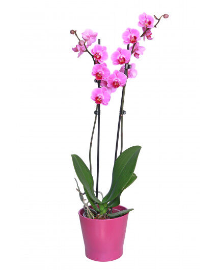 Orchidée parme