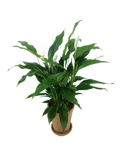 Spathiphyllum