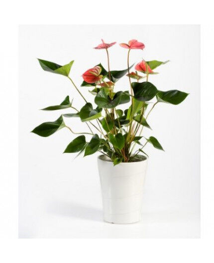 Anthurium