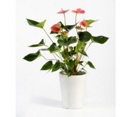 Anthurium