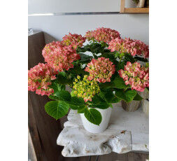 hortensia avec son cache pot 