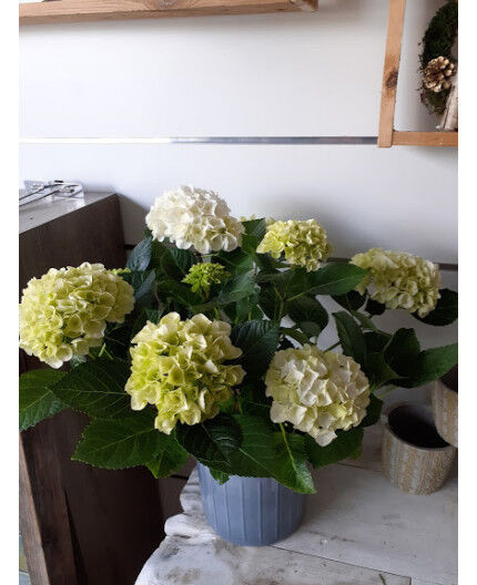 hortensia blanc