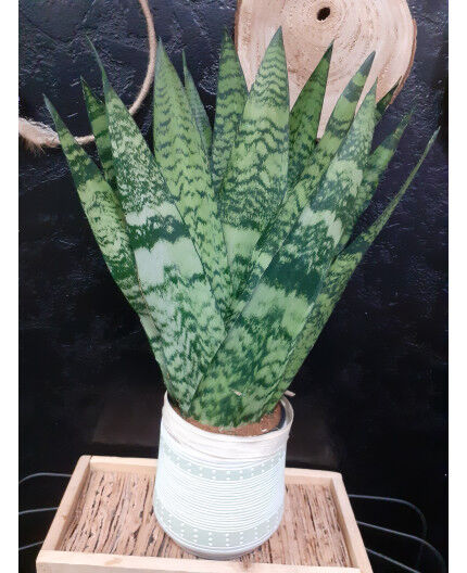 Sanseveria 