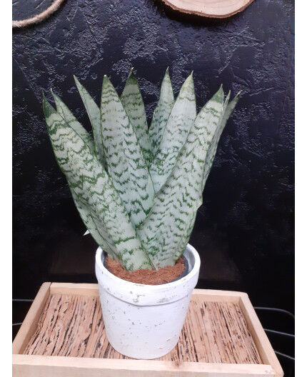 Sanseveria 