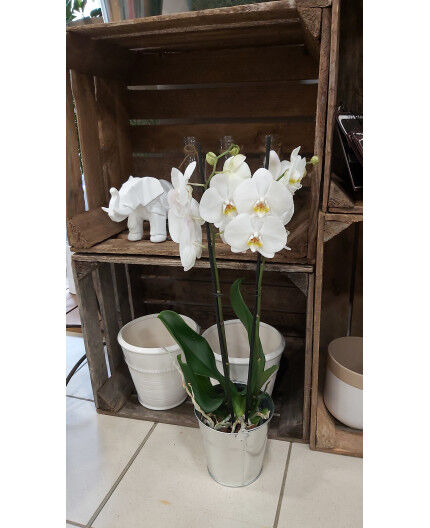 Phalaenopsis Blanc