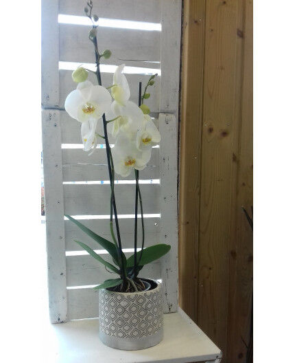 Orchidée avec cache pot