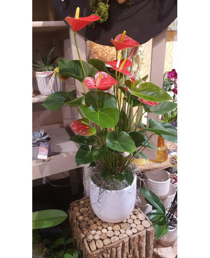 Anthurium rouge