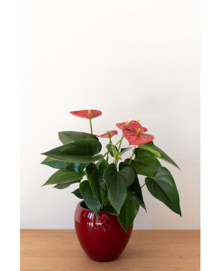 Anthurium