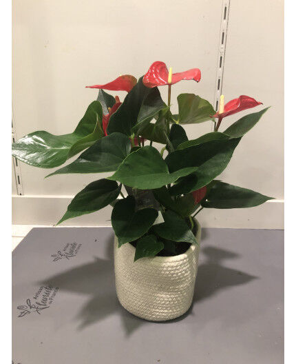 Anthurium rouge