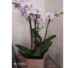 PHALAENOPSIS