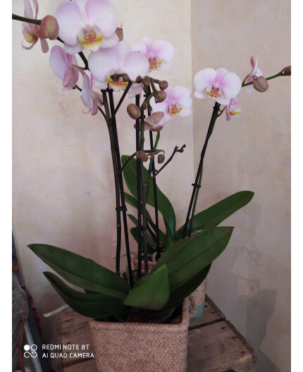 PHALAENOPSIS