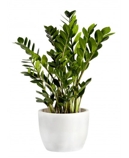 Zamioculcas