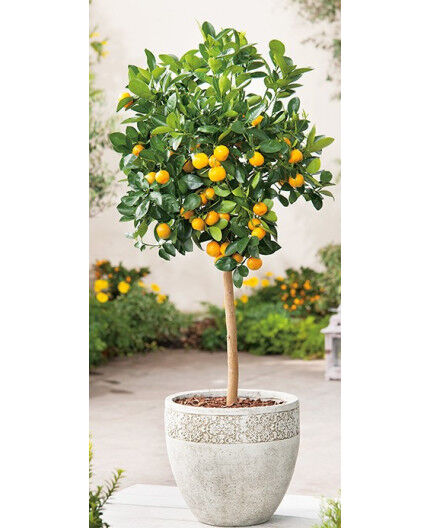 CALAMONDIN