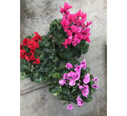 Cyclamen