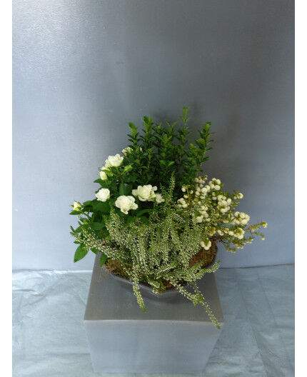 Coupe de 4 Plantes Blanches 