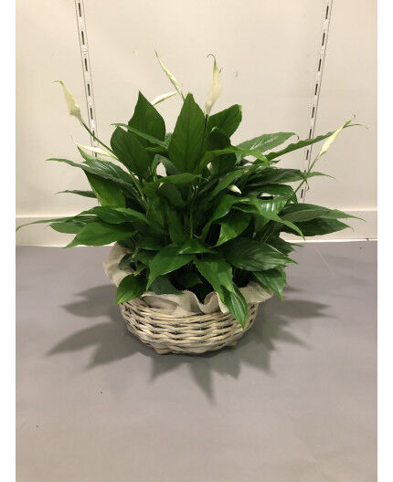 Coupe de spathiphyllum dans son panier 