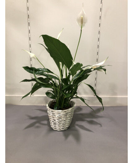 Spathiphyllum et son cache-pot assorti