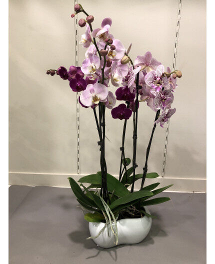 Orchidée blanche avec cache pot – fleursetdesign