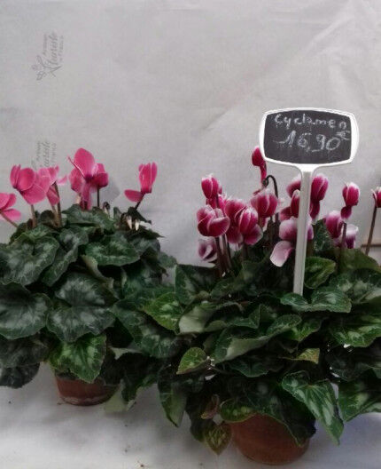 CYCLAMEN 