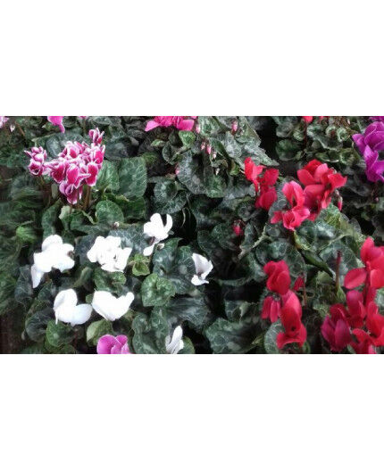 CYCLAMEN 