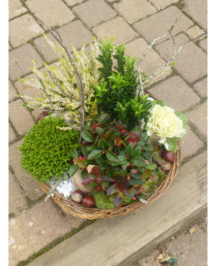 COUPE DE PLANTES HIVERNALE