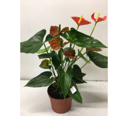 Anthurium orange