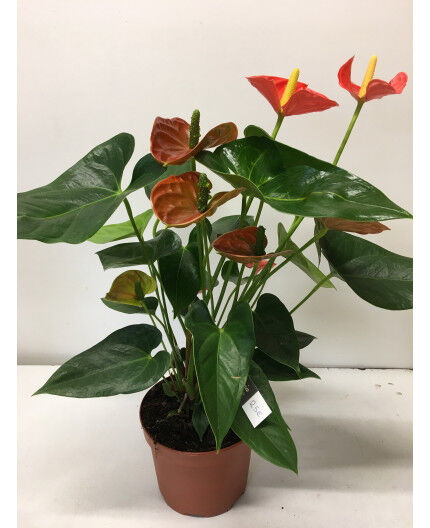 Anthurium orange