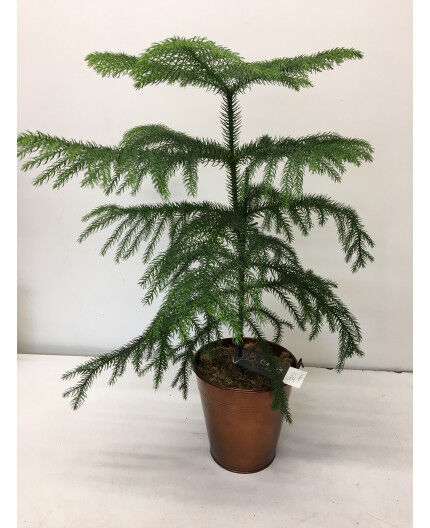 Araucaria