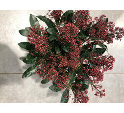 SKIMMIA