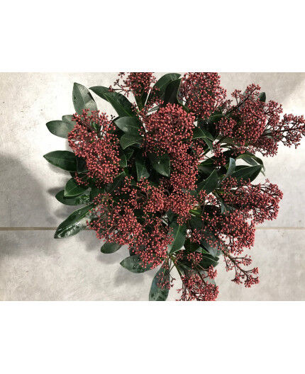 SKIMMIA